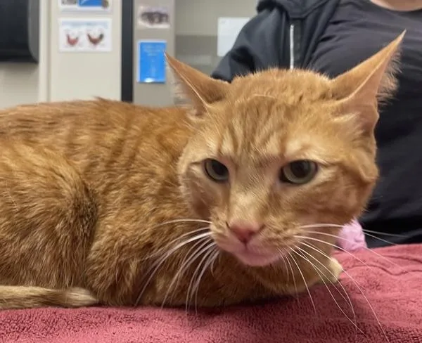 An adult medium-sized male Domestic Short Hair cat named Simba for adoption in Escondido, CA