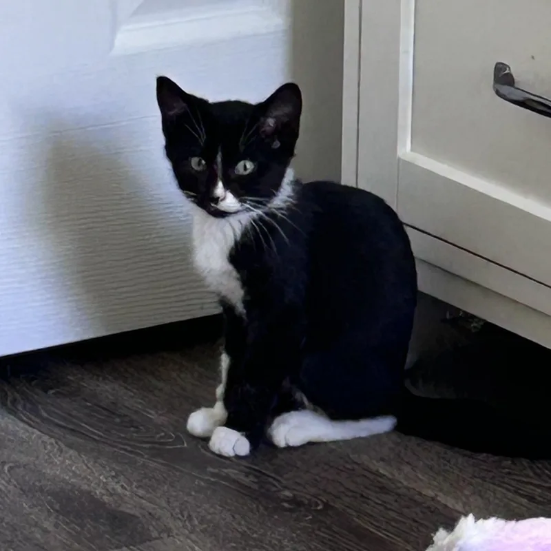A baby large-sized male Black & White / Tuxedo Domestic Short Hair cat named Mason for adoption in Yardley, PA