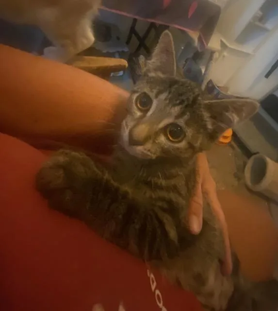 A baby medium-sized female Tabby (Brown / Chocolate) Domestic Short Hair cat named Angel for adoption in Sterling Heights, MI