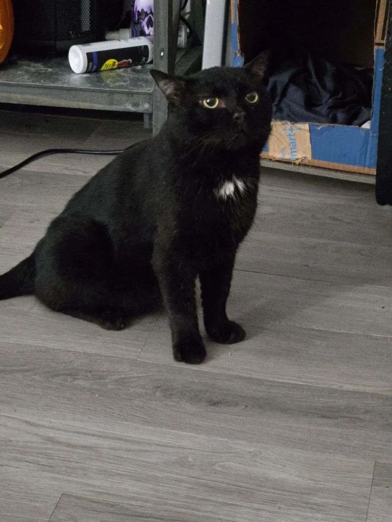 An adult medium-sized male Black Domestic Short Hair cat named Midnight aka Buster for adoption in White Bluff, TN