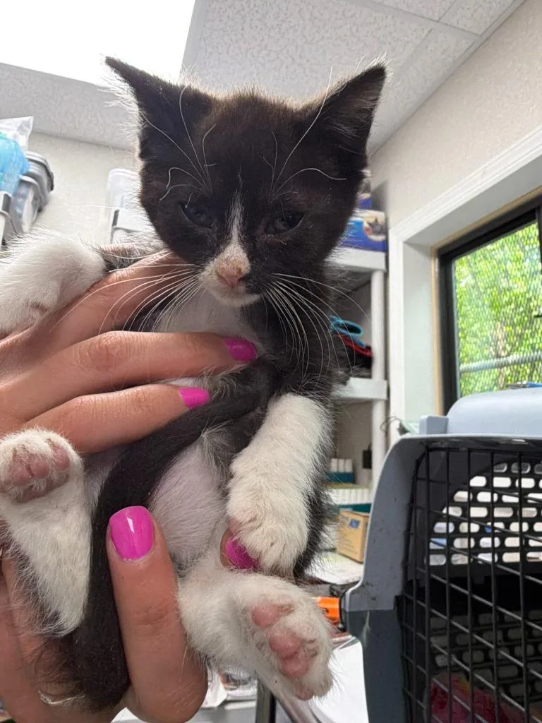 A baby medium-sized male Domestic Short Hair cat named Heathcliff for adoption in Pomona, NY