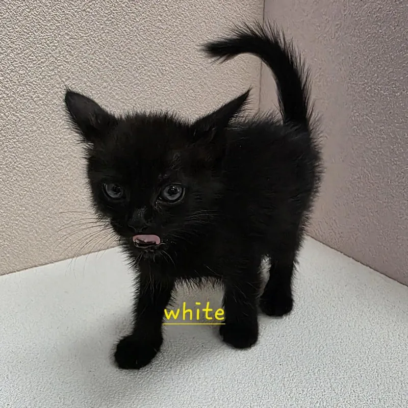 A baby small-sized female Black Domestic Short Hair cat named Pumpkin for adoption in Jupiter, FL