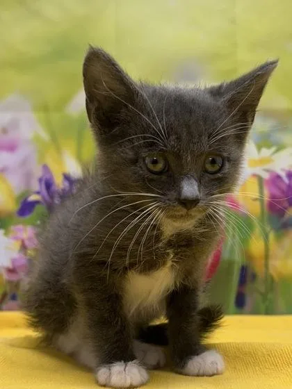 A baby small-sized male Domestic Short Hair cat named Gordo for adoption in San Antonio, TX