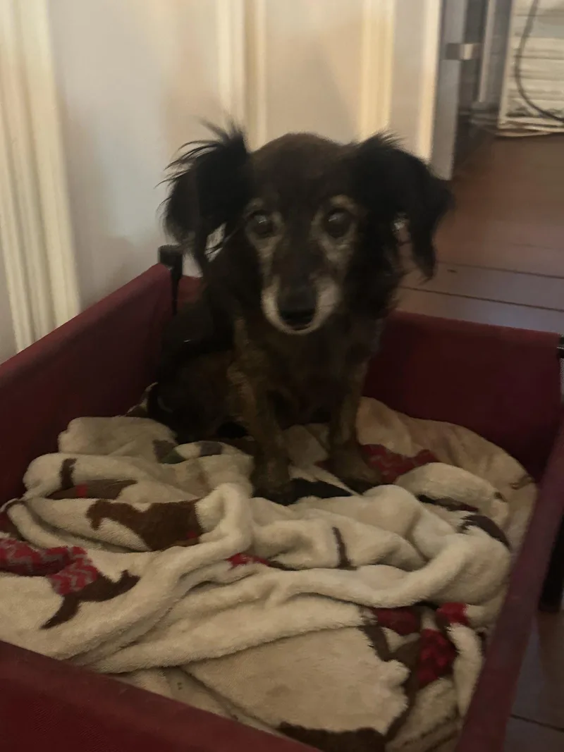A senior medium-sized male Dachshund dog named Chad for adoption in Pearland, TX