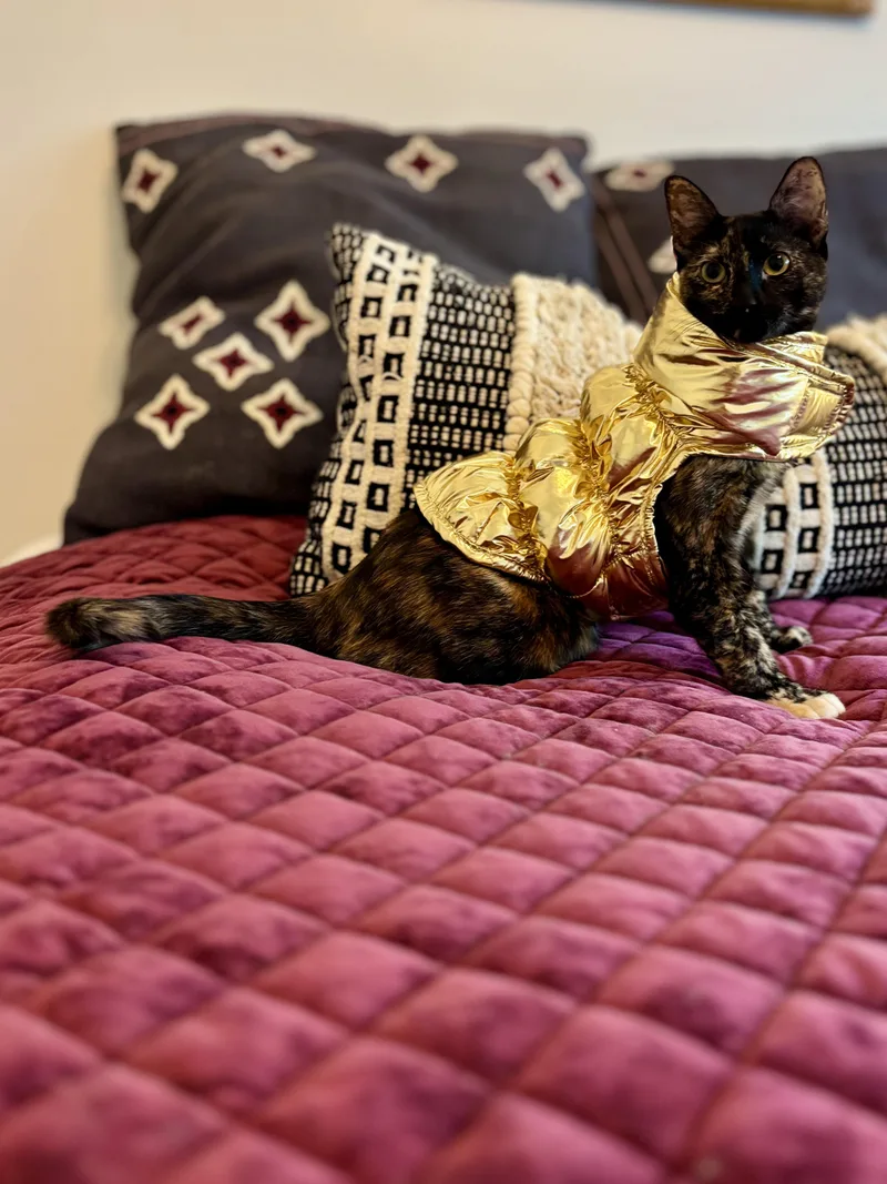A young medium-sized female Tortoiseshell Domestic Short Hair cat named Linda for adoption in Houston, TX