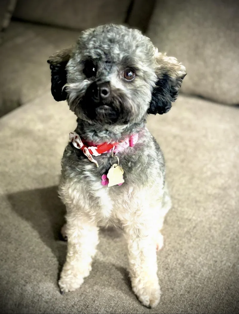 An adult small-sized female Poodle (Toy) dog named Dora for adoption in Maitland, FL