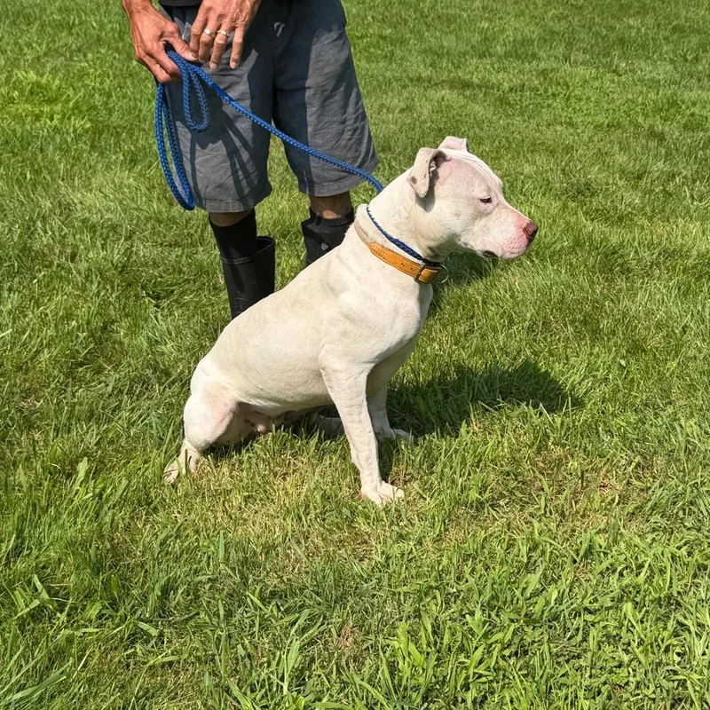 A young medium-sized female White / Cream Labrador Retriever dog named Dulce for adoption in New York, NY