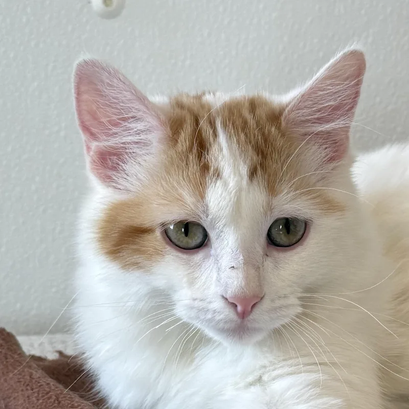 A baby medium-sized female Domestic Short Hair cat named Chili for adoption in Auburn, NE