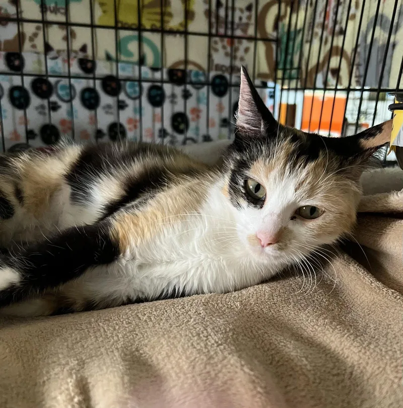 A young medium-sized female Domestic Short Hair cat named Marbles for adoption in Blasdell, NY