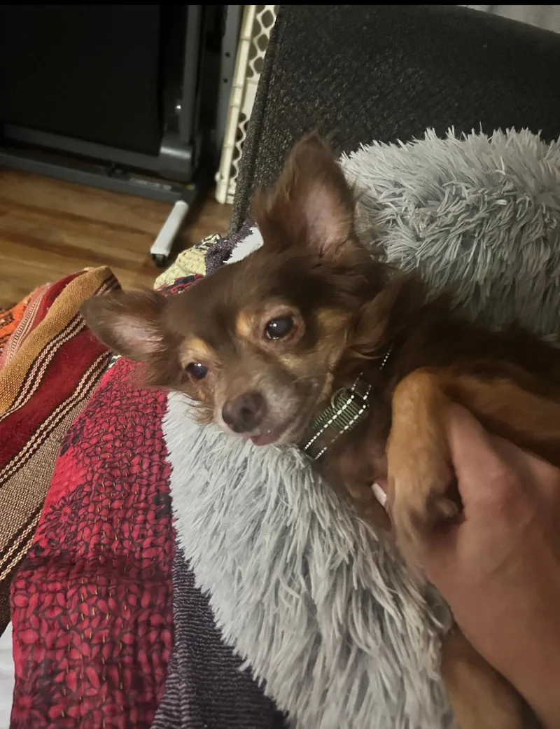 Scrappy
