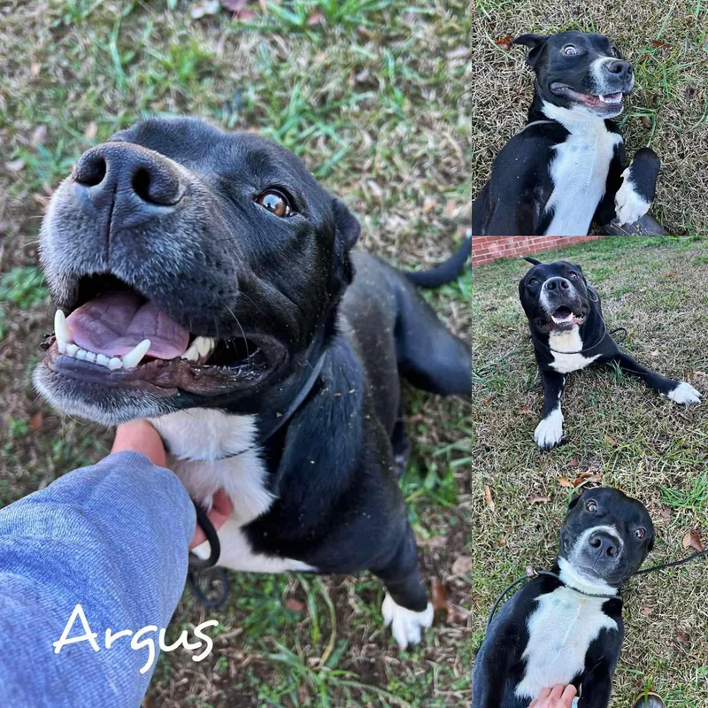 An adult medium-sized male Pit Bull Terrier dog named Argus for adoption in Fairhope, AL