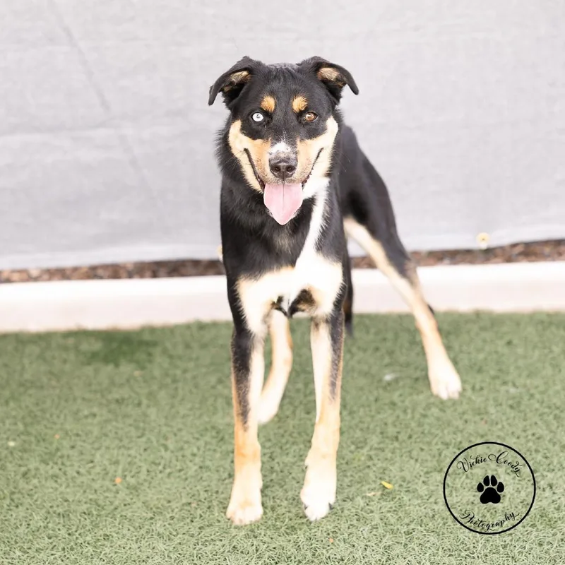 A young small-sized female Black Shepherd dog named Gene for adoption in Abilene, TX