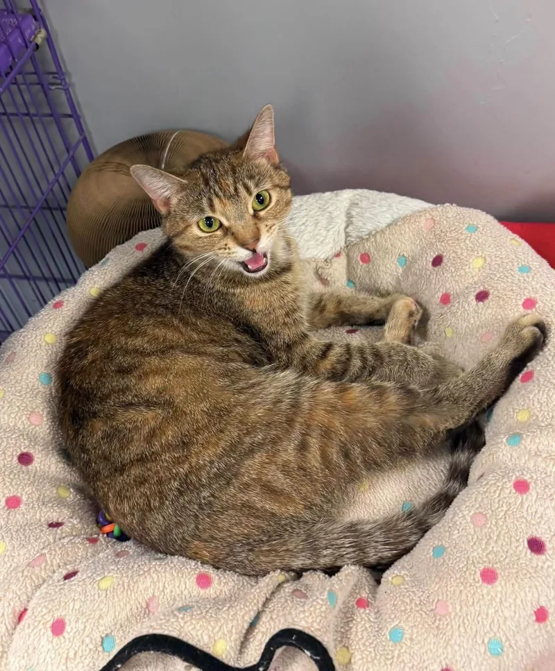 An adult medium-sized female Tabby (Buff / Tan / Fawn) Domestic Short Hair cat named Ariah for adoption in Hamburg, NY
