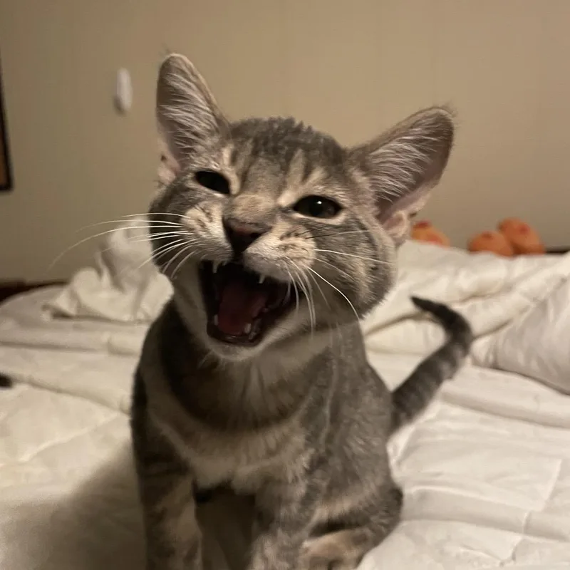 A young small-sized female Gray / Blue / Silver Domestic Short Hair cat named Aster for adoption in Rochester, MN