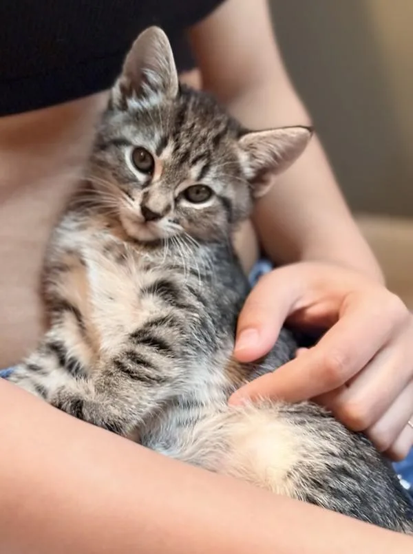 A baby medium-sized female Domestic Short Hair cat named Agnes for adoption in Vancouver, WA