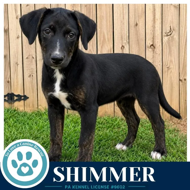 A baby medium-sized female Labrador Retriever dog named Shimmer for adoption in Kimberton, PA