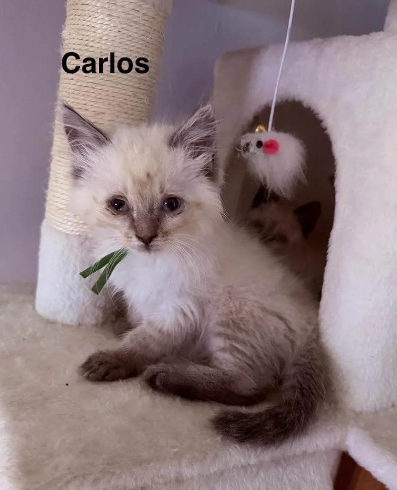Carlos