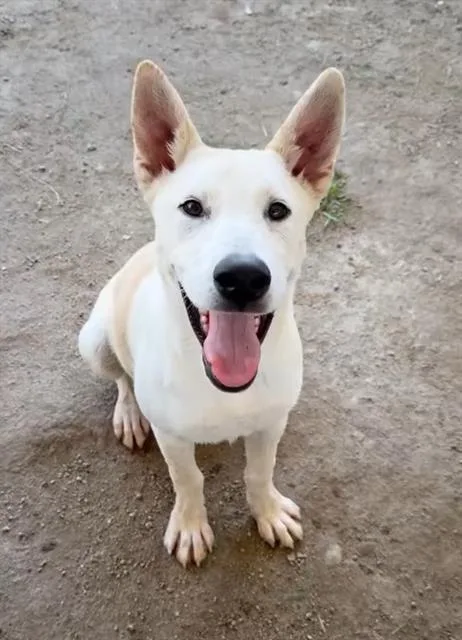 A young small-sized male German Shepherd Dog dog named Bert for adoption in Riverside, CA