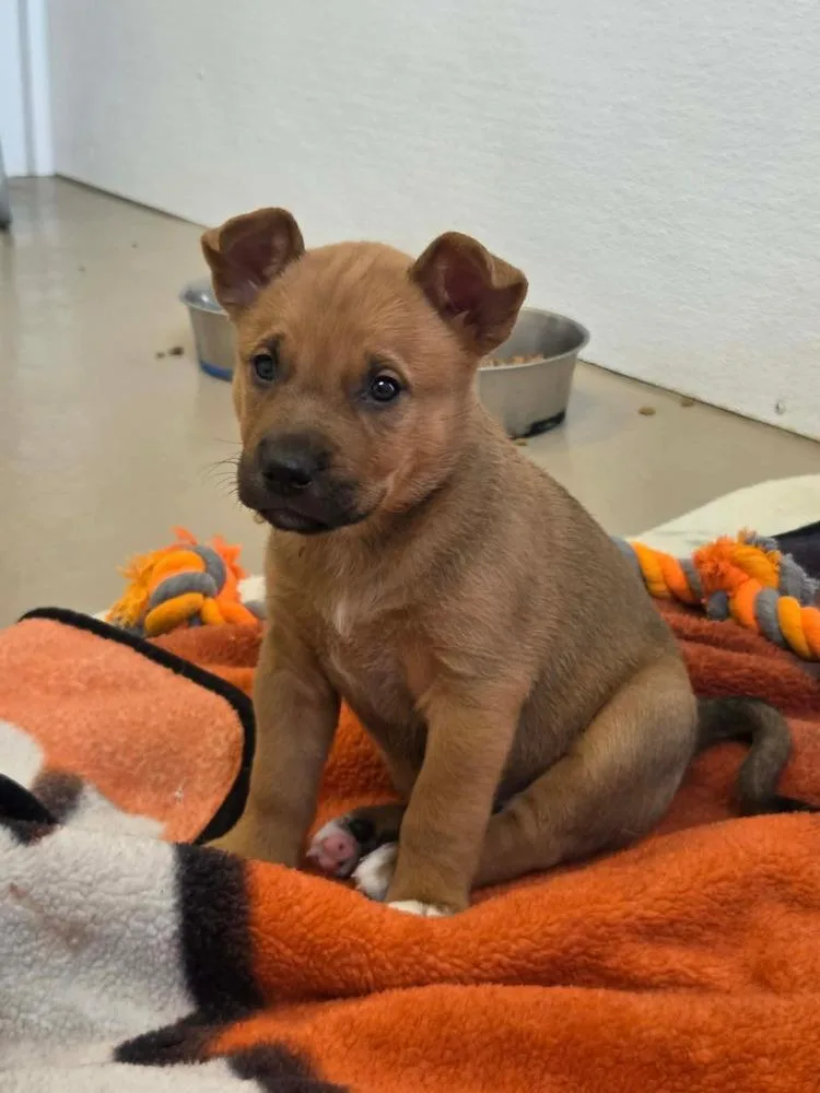 A baby medium-sized female Tricolor (Brown, Black, & White) Labrador Retriever dog named Faline for adoption in Mishawaka, IN