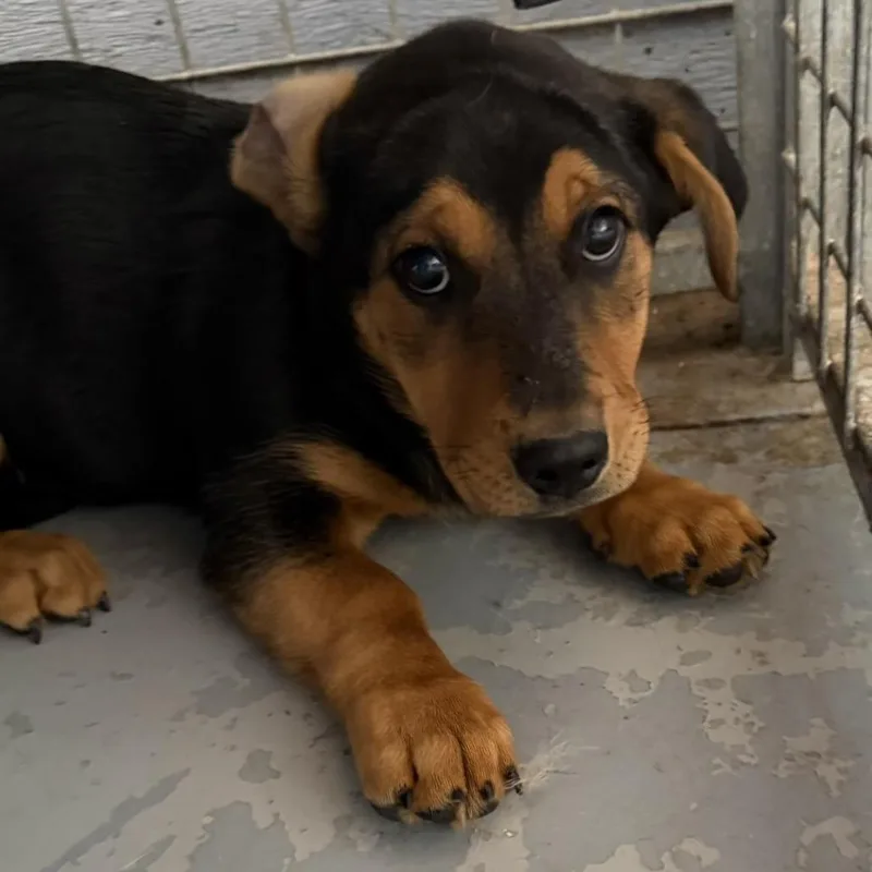 A baby small-sized male Black Mixed Breed dog named Pork Bun for adoption in Moab, UT