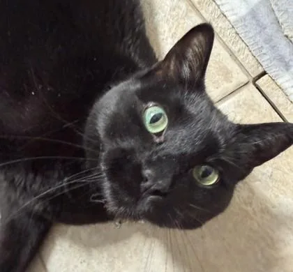 An adult medium-sized male Domestic Short Hair cat named Moose for adoption in Elk Grove Village, IL