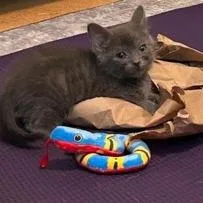 A baby small-sized male Gray / Blue / Silver Domestic Short Hair cat named Malfoy bonded to Ron for adoption in Wilmington, DE