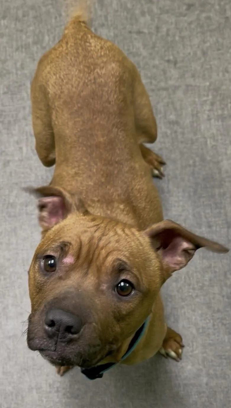 An adult medium-sized female Brown / Chocolate Mixed Breed dog named Bambi for adoption in Osseo, MI