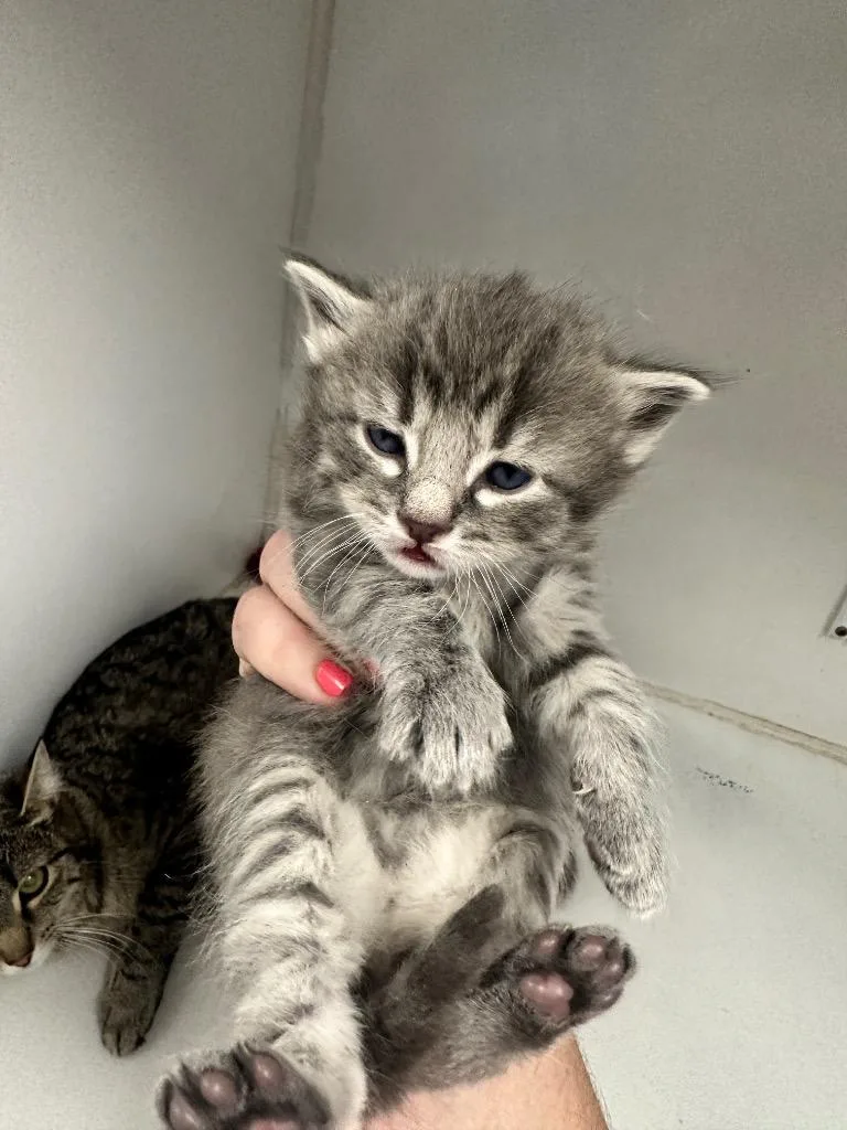 A baby small-sized male Domestic Short Hair cat named Booboo Bear for adoption in Waverly, NY