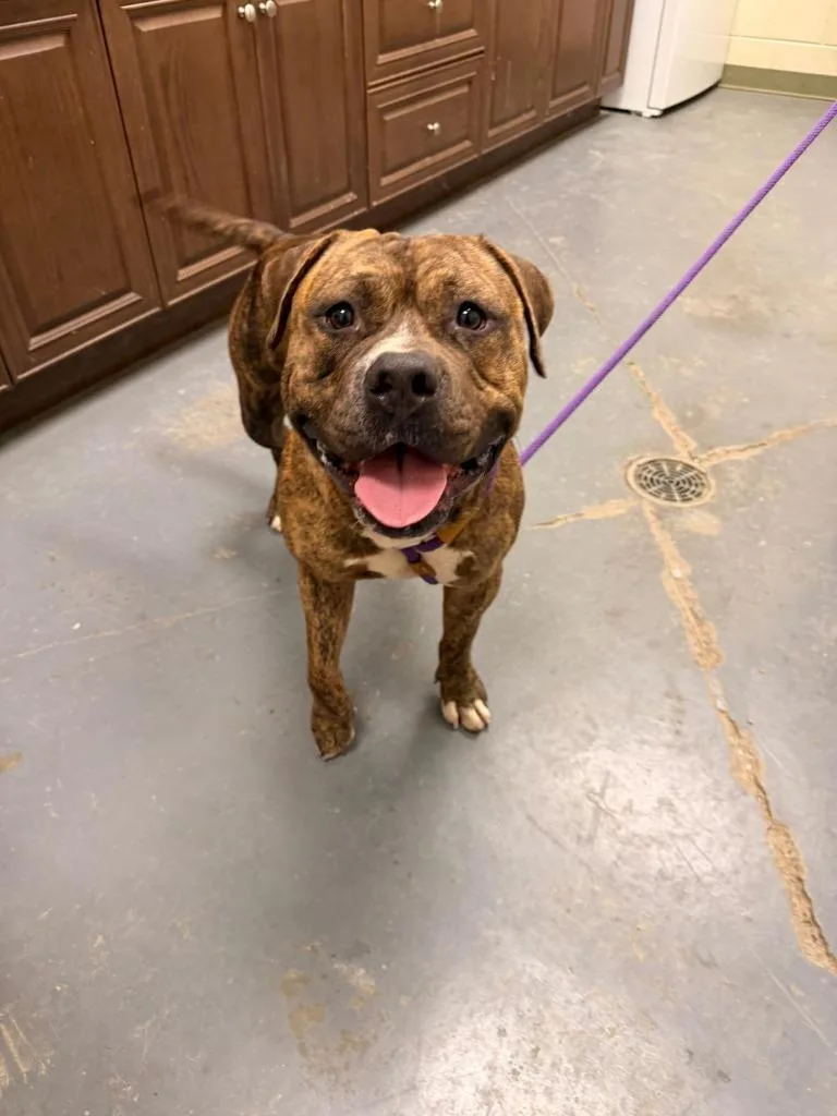 An adult large-sized male Pit Bull Terrier dog named Tigger for adoption in Winder, GA