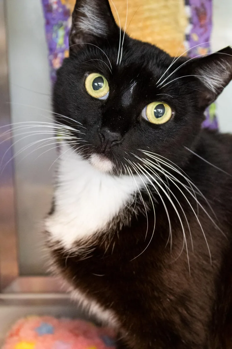 A young medium-sized female Tuxedo cat named Monse for adoption in Miami Beach, FL
