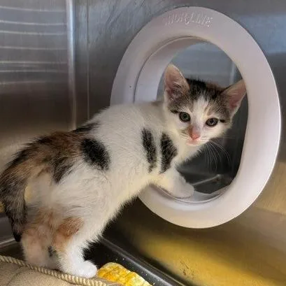 A young small-sized female Domestic Short Hair cat named Kaylin for adoption in Horn Lake, MS