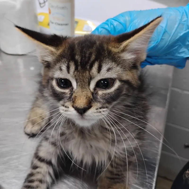 A baby small-sized male Brown / Chocolate Domestic Medium Hair cat named Wilber for adoption in Summerville, SC