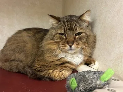 A senior small-sized male Domestic Long Hair cat named Rusty for adoption in Bellevue, WA