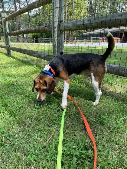 An adult medium-sized male Beagle dog named Harlow for adoption in Southern Pines, NC