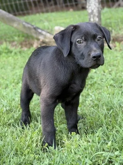 A baby large-sized male Labrador Retriever dog named Wheeler for adoption in Malvern, PA