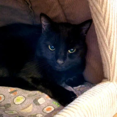An adult medium-sized female Domestic Short Hair cat named Vogue for adoption in Gaithersburg, MD