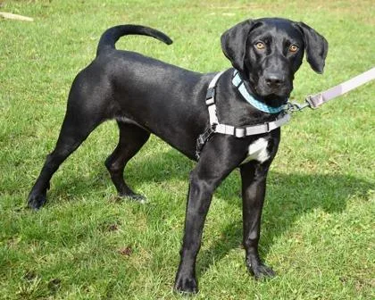 Marigold thumbnail 2