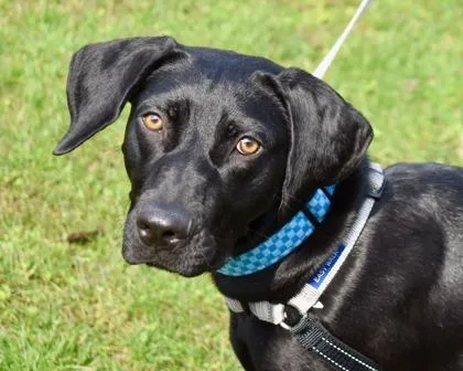 Marigold thumbnail 3