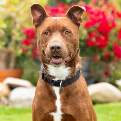 An adult large-sized male Pit Bull Terrier dog named Haze for adoption in Camarillo, CA