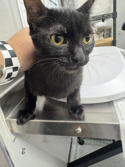 A baby small-sized female Domestic Short Hair cat named Buttercup for adoption in Sevierville, TN