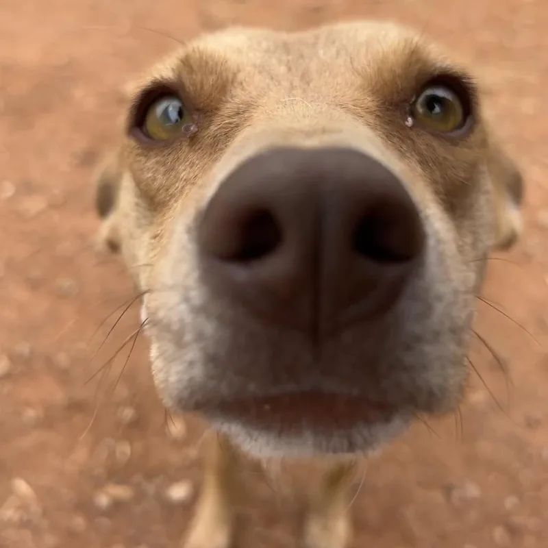 An adult small-sized female Yellow / Tan / Blond / Fawn Mixed Breed dog named Swiper for adoption in Moab, UT