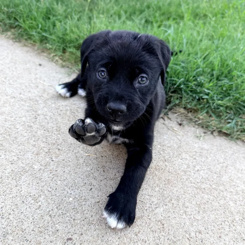 A baby medium-sized female Black Labrador Retriever dog named Raven for adoption in Wadena, MN