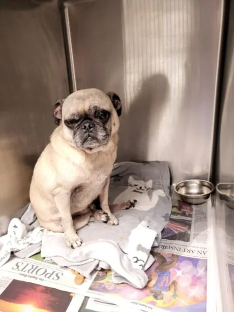 An adult small-sized male Pug dog named Skippy for adoption in Van Nuys, CA