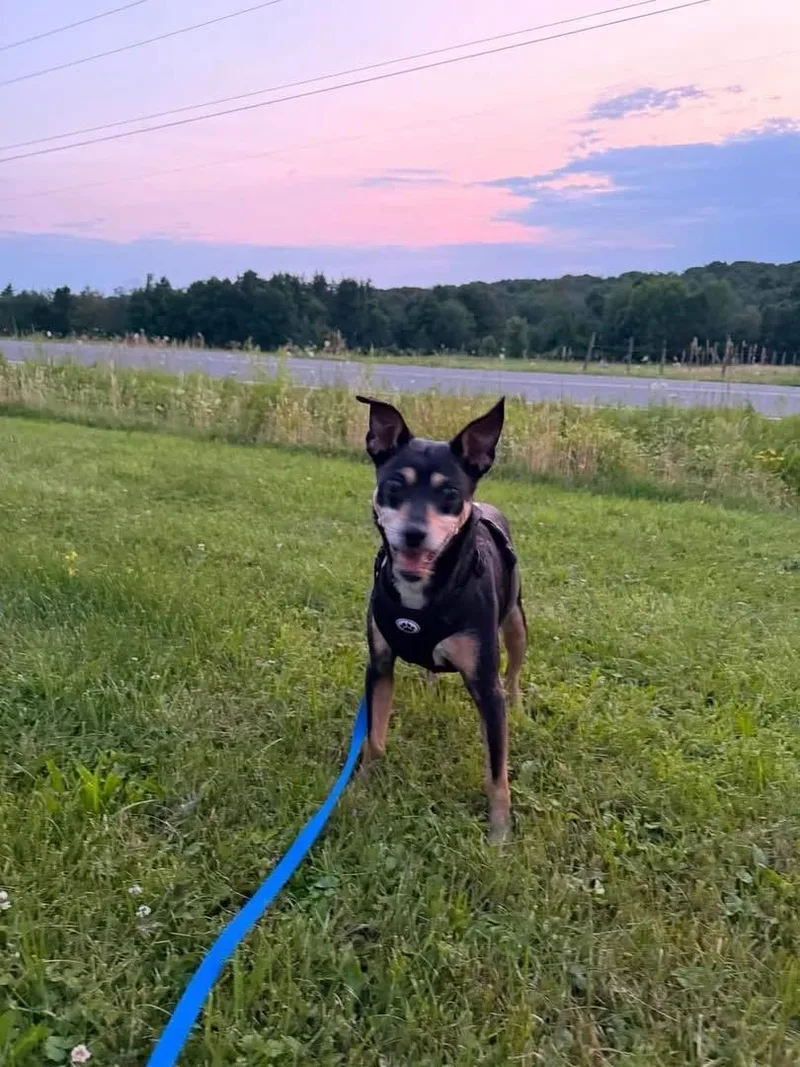 A senior small-sized female Miniature Pinscher dog named Lucy and Harley for adoption in Albany, NY