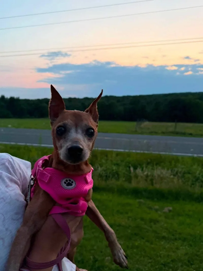 Lucy and Harley  thumbnail 2
