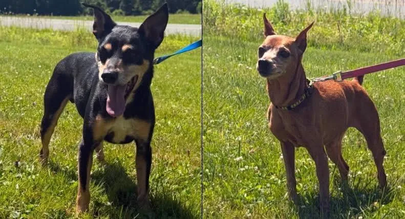Lucy and Harley  thumbnail 4