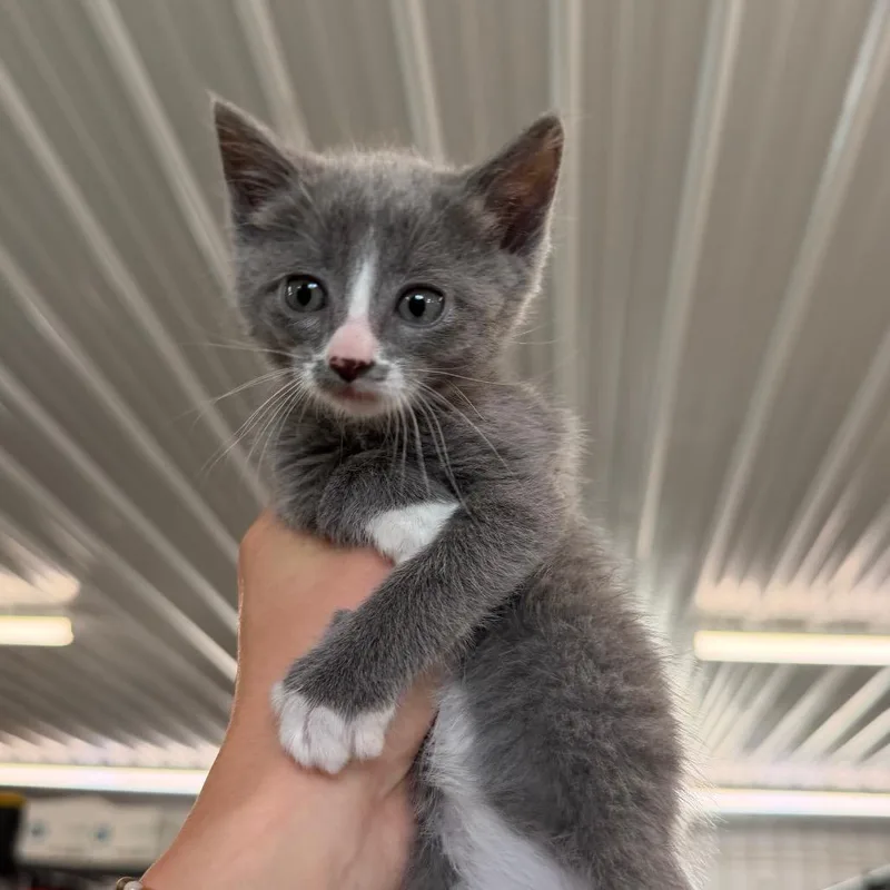 A baby small-sized female Gray / Blue / Silver Domestic Short Hair cat named Quilla for adoption in Spanish Fork, UT