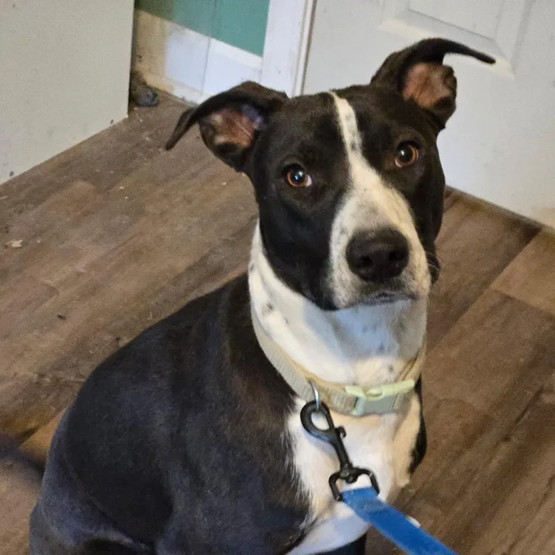 A young medium-sized male Black Boxer dog named Tyson for adoption in Andover, MA