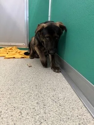 A young large-sized female German Shepherd Dog dog named Jaycee for adoption in Pequot Lakes, MN
