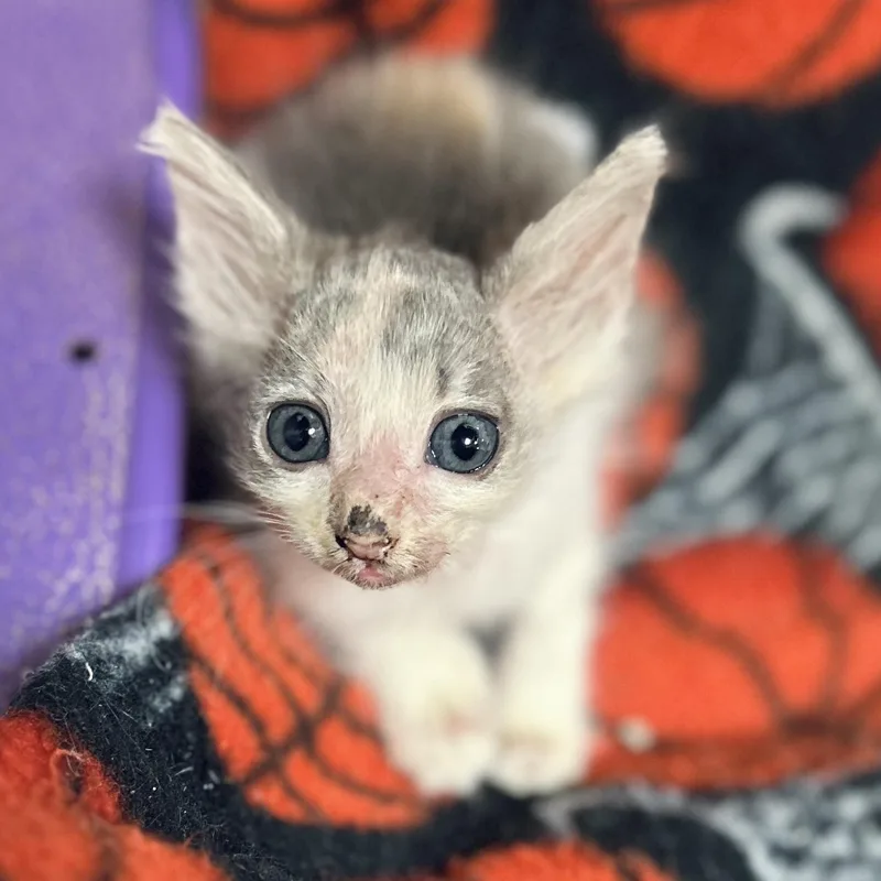 Honolulu & Hawaii thumbnail 4